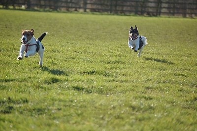 Two white with black and brown Jack Russell Terriers are running across a field. They're mouths are open.