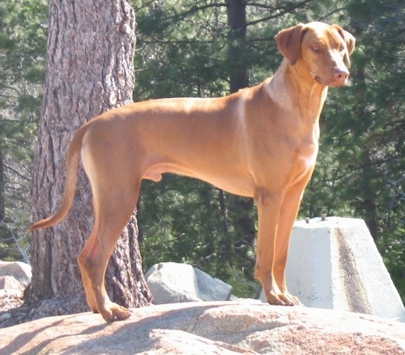 (Ridgeback) (Lion Dog) 