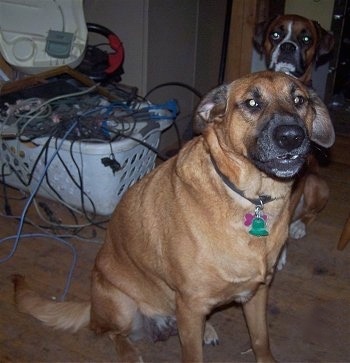 Roxxianne, the Bloodhound / Black Lab / German Shepherd mix with Maggie the 