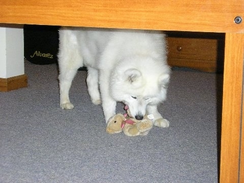 A white Samoyed is standing on a carpet and lowering its head to bite a tan teddy bear plush toy that is under it.