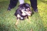 Front view - A black with tan and white Schweenie is sitting in grass and it is looking to the right. Its mouth is open and its tongue is sticking out. There is a person behind it holding onto the dog's collar.