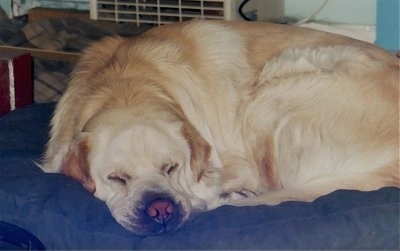 A long coated, wrinkly, extra skinned, tan Shar-Pei mix is sleeping on a blue dog bed.