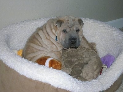 A small wrinkly, blocky, extra skinned, tan Shar-Pei puppy is laying in a dog bed and it is looking forward.