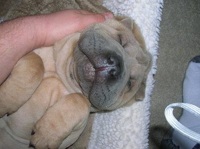 Topdown view of a tan Shar-Pei puppy that is laying on its back. Its eyes are closed and a person is rubbing the side of its head. It has a lot of extra skin, a square head and a black nose.