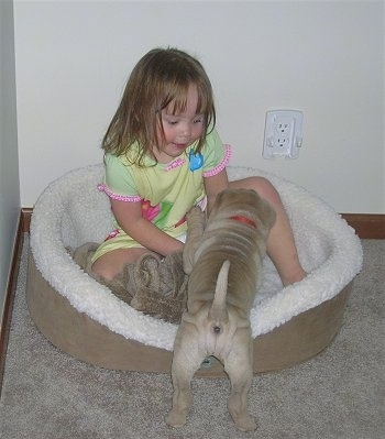 A little girl is sitting in a dog bed and a tan Shar-Pei puppy is pawing at the kid in the dog bed. The puppy has a lot of wrinkles.
