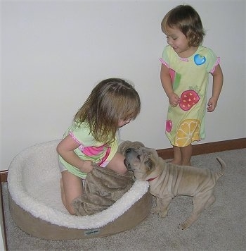 A girl is sitting in a dog bed and a tan Shar-Pei puppy is standing in front of the bed and looking at the girl. Behind the puppy is another girl looking down at the wrinkly dog.