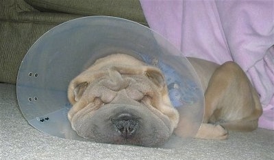 Close up head shot - A tan Shar-Pei puppy, with a cone on its head, is sleeping on a carpet. The dog has a lot of extra skin.