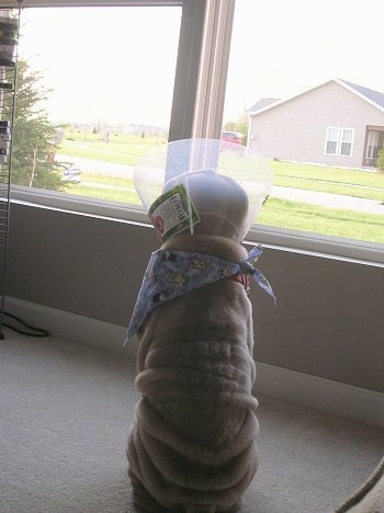 The back of a wrinkly, extra skinned, tan Shar-Pei puppy wearing a cone looking out of a window at a tan house across the yard.
