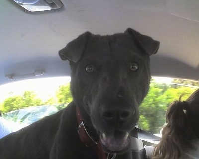 Close up - A black Sharmatian dog is standing in the passenger seat of a vehicle. It is looking forward, its mouth is open and it looks like it is smiling. The dog has a big head and small ears and a black tongue.