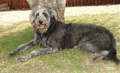 Side view - A black with white Shepadoodle is laying across a grass surface, behind it is a tree, its looking forward, its mouth is open and it looks like it is smiling.