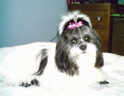 Side view - A white with black ShiChi is laying across a bed, it has a pink ribbon in the hair of its top knot. It is looking forward and its head is slightly tilted to the left.
