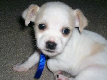 Close up - A short haired, white with tan ShiChi puppy is sitting on a carpet and it is looking forward. Its small ears are folded over to the sides.