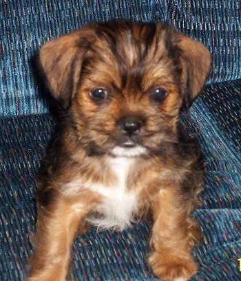 Close up front view - A small brown with black and white ShiChi puppy is sitting on a blue couch looking forward.