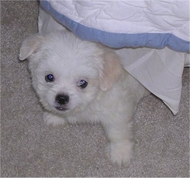 Top down view of a white ShiChi puppy standing on a tan carpet and there is a blanket covering it.