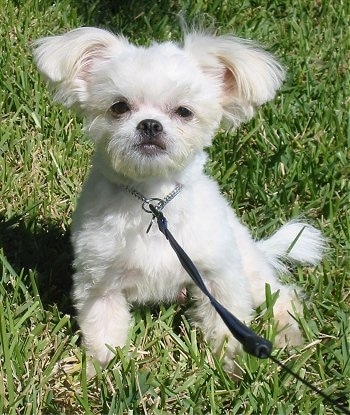 Front view - A tiny white ShiChi dog is sitting in grass and it is looking forward. Its ears are sticking out to the sides with longer hair on them.