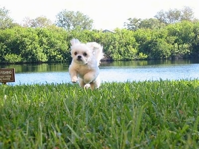 Action shot - A little white ShiChi dog is running across a field and there is a body of water in the background. The dogs front legs are off of the ground and its ears and tail are flying up in the air.