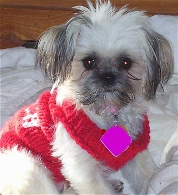 Close up front side view - A fluffy, white with grey ShiChi puppy wearing a red sweater sitting on a bed looking forward. The pup has a bright hot pink dog tag hanging from its pink collar.