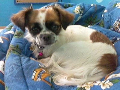 A white with brown and black ShiChi puppy is laying in a circle on top of a blanket and it is looking forward. It has shorter hair on its body with longer hair on its tail and chest. Its ears fold over to the front.