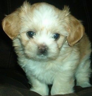 Close up front view - A fuzzy, tan and white ShiChi puppy is standing on a couch, it is looking down and forward.