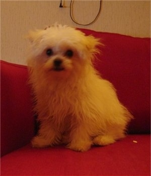 A small longhaired, thick coated, white ShiChi dog is sitting against the arm of a red couch and it is looking forward.