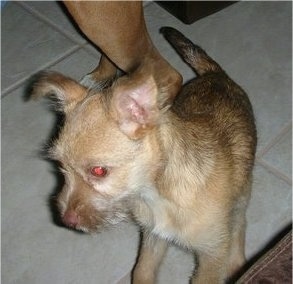 Close up front side view - A ShiChi puppy is standing on a tan tiled floor and it is looking down and to the left. There is a person touching its back.