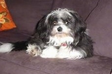 Front view - A longhaired, black and white ShiChi is laying against the back of a couch and it is looking forward.