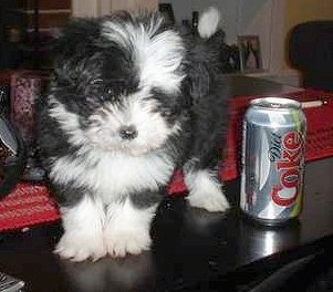 A small fluffy black and white ShiChi puppy is standing on a table, it is looking over the edge next to a diet Coke can.