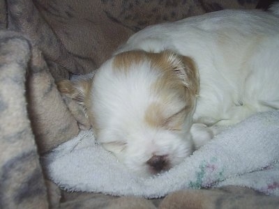 Close up - A tiny young white with tan ShiChi puppy sleeping on a blanket and it is looking forward. The pups eyes are closed.