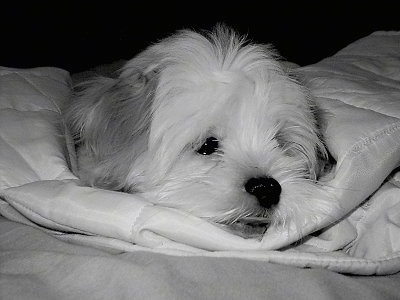 Close up head shot - A black and white photo of a fluffy ShiChi puppy that is laying down on a blanket and it is looking to the right. The dog has an underbite.