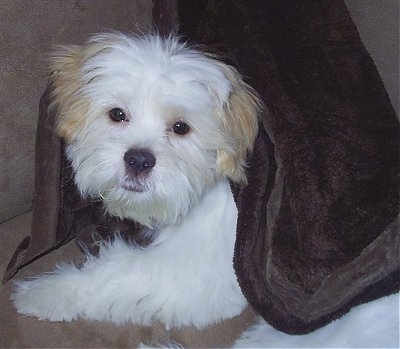 Close up side view head and upper body shot - A thick coated white with tan ShiChi puppy laying across a couch looking forward. Its head is tilted to the right and it is covered in a dark brown blanket. The dog's body is white and its ears are tan. Its round eyes are black.