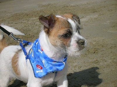 The front right side of a white with brown ShiChi that is wearing a blue bandana at a beach.