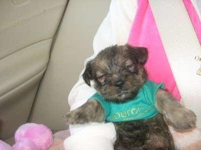 A black and brown ShiChi puppy in a green shirt is laying belly up in the lap of a person sitting in a vehicle. The pups front legs are sticking straight out as if it is stiff.