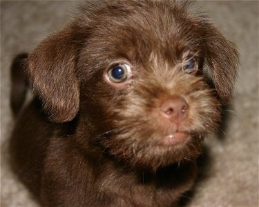 Close up - A brown ShiChi puppy is sitting on a carpet and it is looking up. The dog has longer hair on its snout and looks like a monkey in this face. It has big round green eyes.