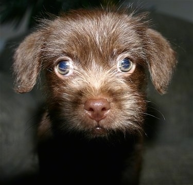 Close up - A browm ShiChi puppy is standing on a carpet and it is looking forward. It has longer hair on its face and big round green eyes.
