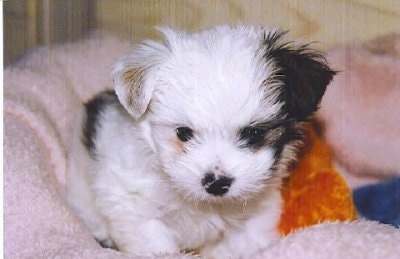 Close up front view - A white with black Shi-Chi puppy is sitting on a pink dog bed looking down.