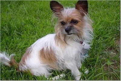 The right side of a white with tan ShiChi is sitting in grass and it is looking forward. Its head is tilted to the left. It has a long coat with the fur sticking out to the sides around its face.