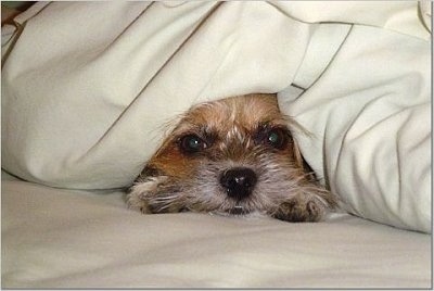 Close up - A ShiChi dog is laying down on a bed and it is covered in a tan blanket with only its face and two front paws sticking out.