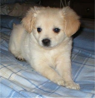 Front view - A tiny tan ShiChi puppy is laying across a bed looking to the left. The dog has soft fuzzy looking fur.