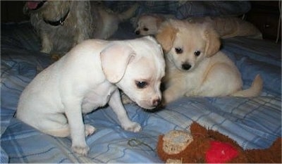 A short coataed white ShiChi puppy is looking down at brown sock monkey toy on a bed. Behind it is a tan longer haired fluffy ShiChi puppy.