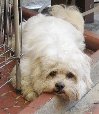 Enzo, the Shih Apso at 1½ years old