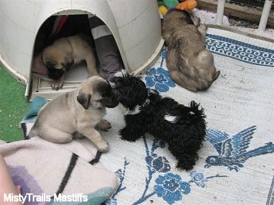 Images Of Puppies. a litter of puppies,