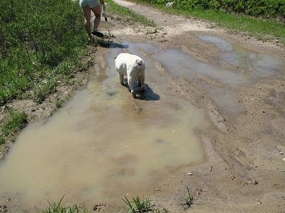 Spike the Bulldog walking through a muddy puddle with a human in front of him