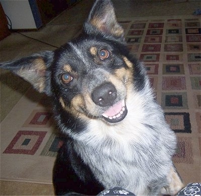 Close up - A happy looking, black with white and tan Texas Heeler dog sitting on a rug and it is looking up. Its head is tilted to the left, its mouth is open and it is looking forward. The dog has perk ears, brown eyes and a black nose.