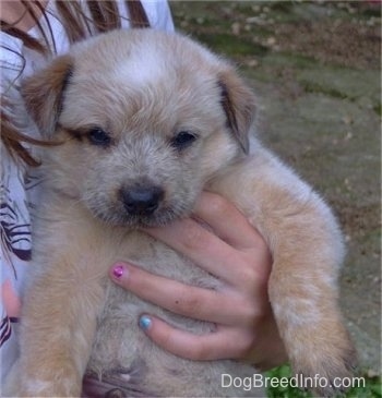 A tan with white Texas Heeler puppy is being held against the chest of a person standing outside in grass.