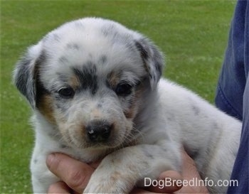 Close up - The left side of a merle Texas Heeler puppy that is laying under the arm of a person and it is looking forward.