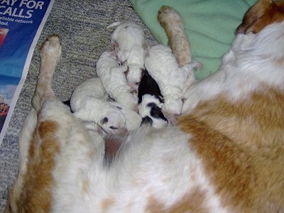 The backside of a tan and white mother dog nursing a litter of Texas Heeler puppies.