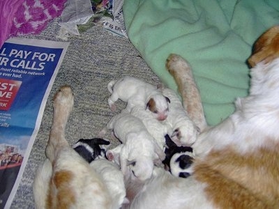 A litter of Texas Heeler puppies are laying on a carpet and they are nursing from the mother dog.