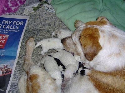 The backside of a tan and white Texas Heeler mother that is nursing a litter of Texas Heeler puppies. The mothers head is overtop of the puppies.