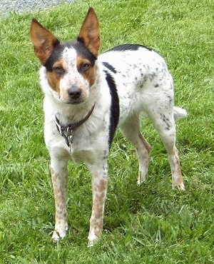 A white with black and brown Texas Heeler is standing in grass and it is looking forward. It has large pointy perk ears.