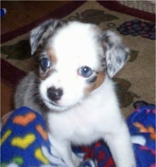 Close up - A tiny grey and white with brown Texas Heeler puppy is standing up against a blanket that is in a persons lap and it is looking to the left. The dog has drop ears and blue eyes.